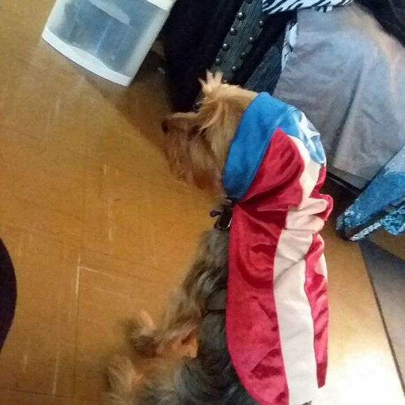 Meet your Posher, Lucas - Picture 1 of 1